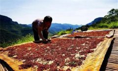 花椒采摘后怎樣晾曬？花椒晾干方法簡介