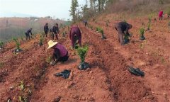 改造低產茶園主要有哪些技術措施？