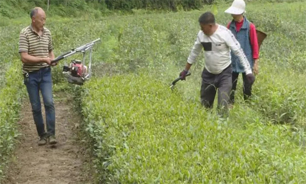 為什么要對(duì)茶樹進(jìn)行修剪