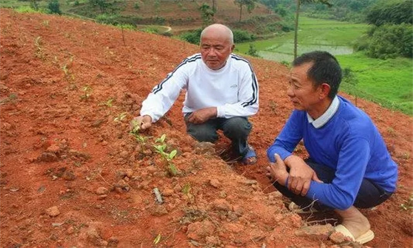 茶苗移栽后要進(jìn)行培土