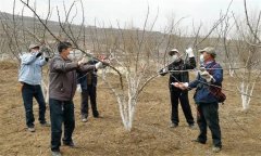 花椒樹冬季修剪技術(shù)與方法簡介