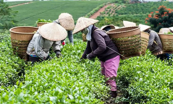 衡量茶樹鮮葉質量好壞的指標