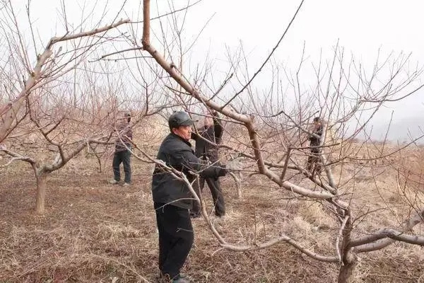 桃樹冬季管理主要有哪些工作