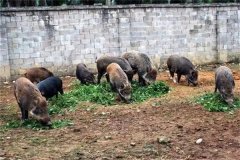 飼養(yǎng)野豬要注意哪些問(wèn)題 野豬能與家豬雜交嗎？