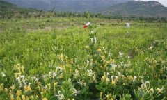 金銀花的產地有哪些？金銀花的功效與主治作用