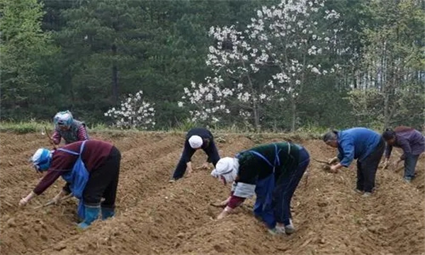 選地與整地