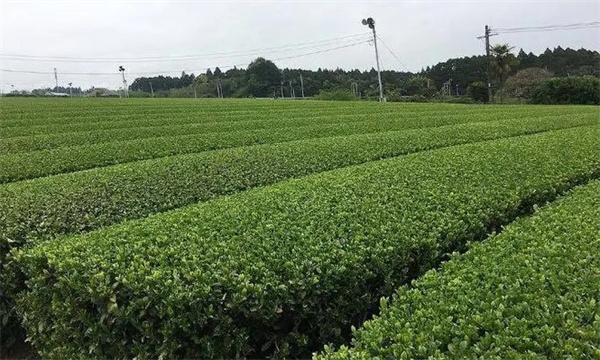 歐盟及日本等國(guó)家在茶樹(shù)上禁止使用的農(nóng)藥