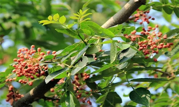 花椒樹(shù)的花果管理