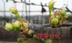 梨樹開花結(jié)果有什么特點(diǎn)？