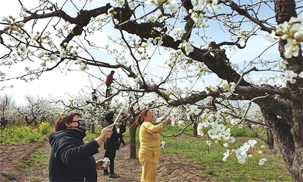 梨樹的開花、授粉和坐果