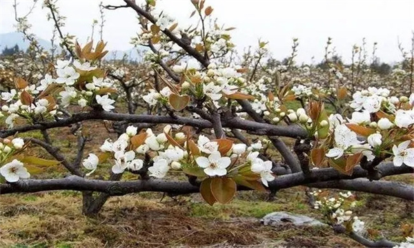 梨樹落花落果