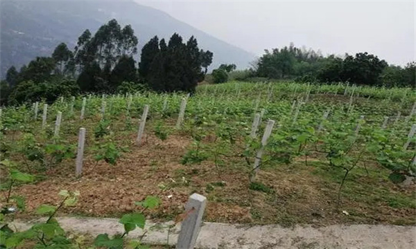 在河灘地、山地、鹽堿地和黏土地上建葡萄園