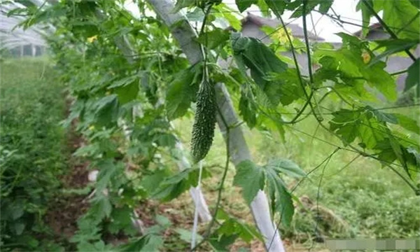 夏雷苦瓜的栽培技術(shù)要點