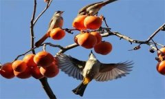 鳥害如何預(yù)防？鳥害防治的主要手段和方法