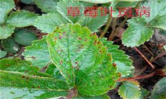 怎樣防治草莓葉斑病（蛇眼?。?？