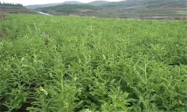 黃芪種子幾月播種