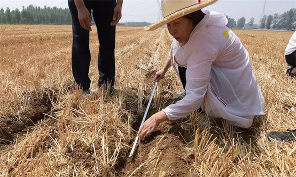 玉米精量播種技術(shù)的三個(gè)要求