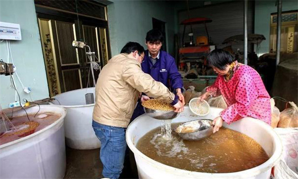 為什么要進行浸種催芽