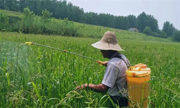 水稻田除草