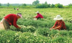 菊花的采收時間、采收方法與加工與貯藏問題