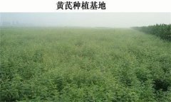 黃芪產(chǎn)地在哪里？黃芪生態(tài)習(xí)性簡介