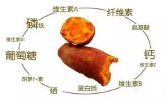 紅薯的營養(yǎng)特點 紅薯的輔助功能知多少？