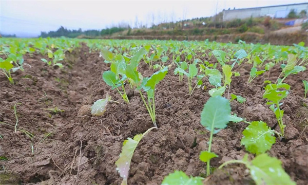 油菜移栽后為什么會(huì)爛根死苗